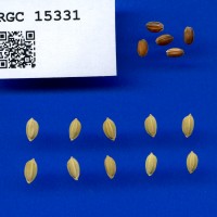 IRGC 15331 Seed Photo