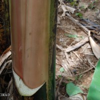 6.2.6 - Pigmentation of the underlying pseudostem