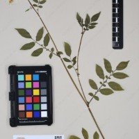 CIP 762631_OCHS 12596_08.jpg