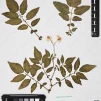 CIP 760305_HHCH 4728_08.jpg