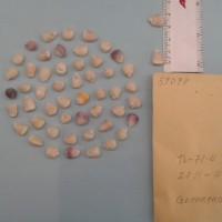 CIMMYTMA 5909 - Reference Inventory.jpg