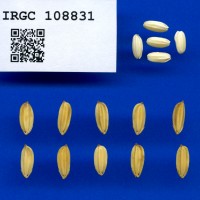 IRGC 108831 Seed Photo