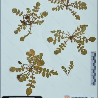 CIP 760767 herbarium