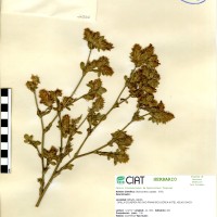 11566 herbarium