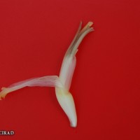 6.6.2 - Compound tepal basic colour