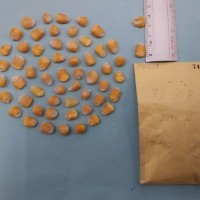 CIMMYTMA 7456 - Reference inventory.jpg