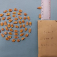 CIMMYTMA 7496 - Reference inventory.jpg