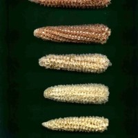 CIMMYTMA 10424 APUC 163 TC18U-2903-4 C.jpg