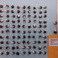 CIMMYTMA 16493 - Reference Inventory.jpg