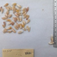 CIMMYTMA 1531 - Reference Inventory.jpg