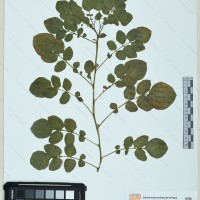 CIP 760526 herbarium