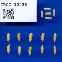 IRGC 10036 Seed Photo
