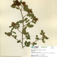3319 herbarium
