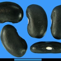 G1951 seed.jpg