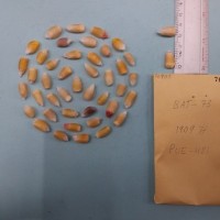 CIMMYTMA 7690 - Reference inventory.jpg