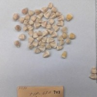 CIMMYTMA 703 - Reference Inventory.jpg