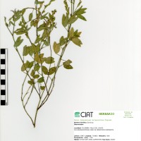9190 herbarium