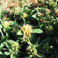 Crotalaria ononoides 10012 heads.JPG