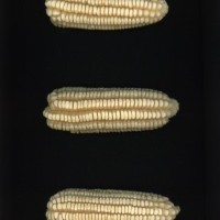 CIMMYTMA 5972 OAXA 293 PV22A-1903-122 E4650 _compress.jpg