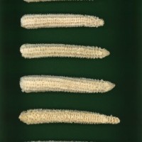 CIMMYTMA 5333 MICH 99 AF23A-0903-223 C.jpg