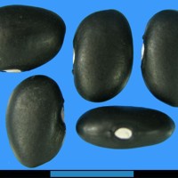 G1962 seed.jpg