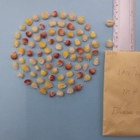 CIMMYTMA 8291 - Reference inventory.jpg