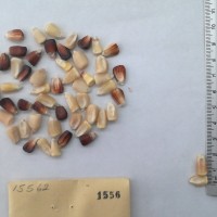 CIMMYTMA 1556 - Reference Inventory.jpg