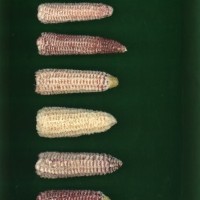 CIMMYTMA 266 OAXA 50 AF19A-0903-207 C.jpg