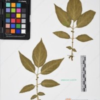 CIP 761070_OCHS 11297_12.jpg