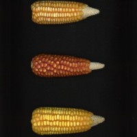 CIMMYTMA 5183 GUAT 111 AF19A-0903-9 E1.jpg