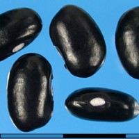 G20831 seed.jpg