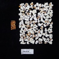 Popped and not popped comparison labeled.jpg