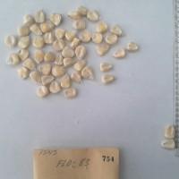 CIMMYTMA 754 - Reference Inventory.jpg