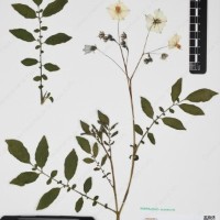 CIP 762633_OCHS 12602_02.jpg