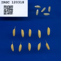 IRGC 120318 Seed Photo