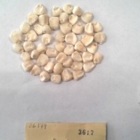 CIMMYTMA 3617 - Reference Inventory.jpg