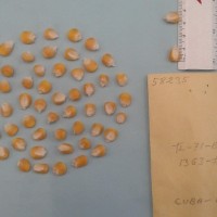 CIMMYTMA 5823 - Reference Inventory.jpg