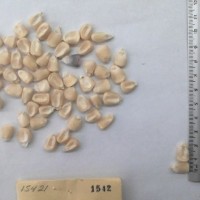 CIMMYTMA 1542 - Reference Inventory.jpg