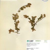 3095 herbarium