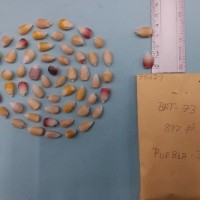 CIMMYTMA 7562 - Reference inventory.jpg