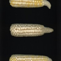 CIMMYTMA 7038 NAYA 161 PV22A-1903-183 E3490 _compress.jpg