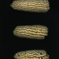 CIMMYTMA 25169 MEXI 688 TC24U-2903-151 E.jpg