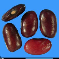 G1916 seed.jpg