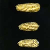 CIMMYTMA 18371 MEXI 167 TC24U-2903-168 E.jpg