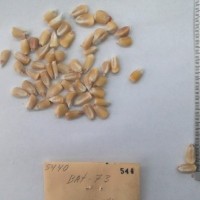 CIMMYTMA 544 - Reference Inventory.jpg