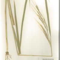 IRGC 81876 Herbarium