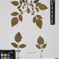 CIP 760446_HHA 6556a_01.jpg