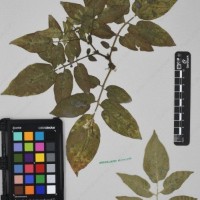 CIP 760248_HHCH 4531c_02.jpg