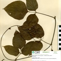 15294 herbarium