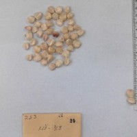 CIMMYTMA 25 - Reference Inventory.jpg